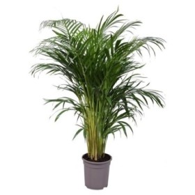 ARECA  M21-100cm.