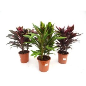 DRACAENA GRUP 3 M19  MIX