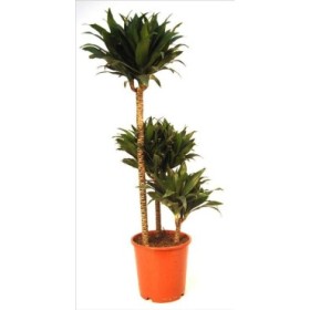 DRACAENA COMPACTA 3 troncs M20 60.30.15