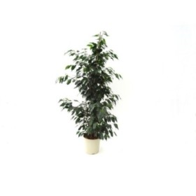 FICUS BENJ. DANIELE  M20-120cm. Sr.