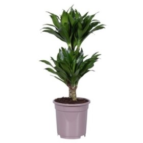 DRACAENA COMPACTA 30.15 M17 50cm