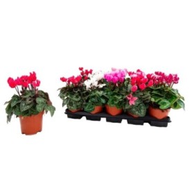 CYCLAMEN MINI M11