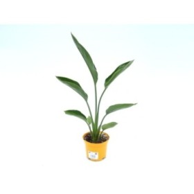 STRELITZIA REGINAE M13