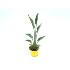 STRELITZIA MANDELA'S GOLD M13