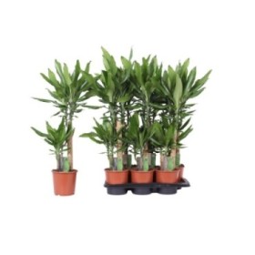 DRACAENA STEDNERII 45-20 M17 H80