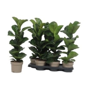 FICUS LYRATA  M15- 50cm. BAMBINO