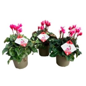 CYCLAMEN ABANICO M14 - ETIQUETA