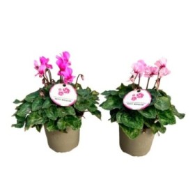 CYCLAMEN PETIT MOULIN M14 - ETIQUETA