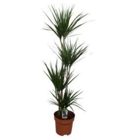 DRACAENA MARGINATA 90.60.30.15- M22 150cm