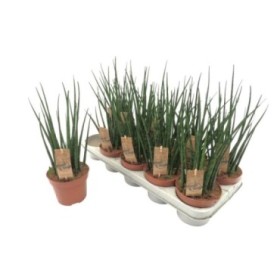 SANSEVIERIA FERNWOOD MIKADO M12