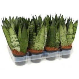 SANSEVIERIA  M 9  ZEYLANICA FAN