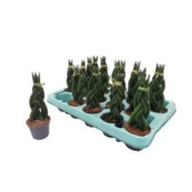 SANSIVIERIA CILINDRICA M 6 BRAID