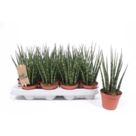 SANSEVIERIA FERNWOOD MIKADO M 8- 25cm