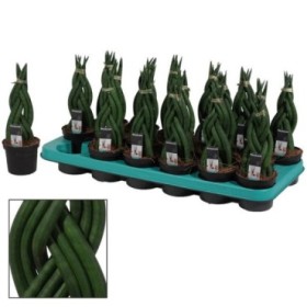 SANSIVIERIA CILINDRICA M 9 BRAID