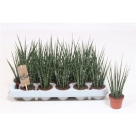 SANSEVIERIA FERNWOOD MIKADO M 6