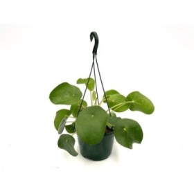 PILEA  M15 PEPEROMIOIDES corlgador