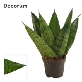 SANSEVIERIA  M 6  ZEYLANICA FAN