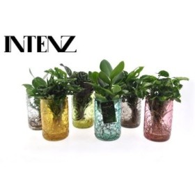 PLANTA VERDE MIX EN AGUA M12 H45 cristal colores