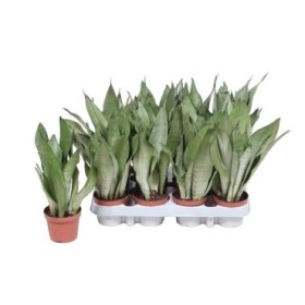 SANSEVIERIA  M 9 MOONSHINE