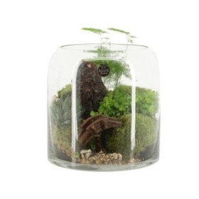 TERRARI PLANTA MINI D20 H20 Landscape