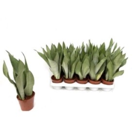 SANSEVIERIA  M12 MOONSHINE