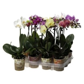 PHALAENOPSIS  M 9 KOLIBRI 1 VARA  35cm.