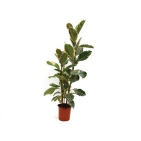 FICUS TINEKE  M22-120cm 3 cañas