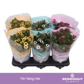 CHRYSANTHEMUM   M12 YING YANG MIX