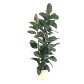 FICUS ROBUSTA, 3 plantas M25-150cm.