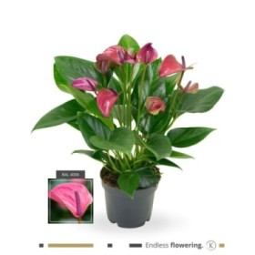 ANTHURIUM  M12 PURPLE