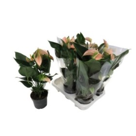 ANTHURIUM  M12 PEACHE