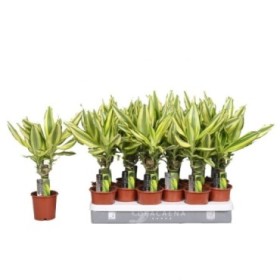 DRACAENA STEDNERII YELLOW COAST 1 tronc M11-45