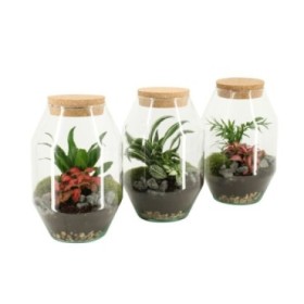 TERRARI  PLANTA MINI D17 H25