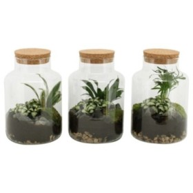 TERRARI  PLANTA MINI D17 H25