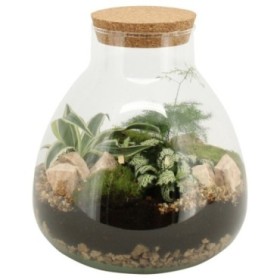 TERRARI PLANTA MINI D23 H30