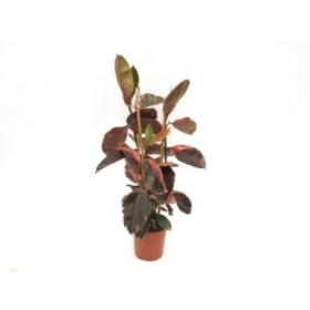 FICUS BELICE  M20 90cm  3 Cañas