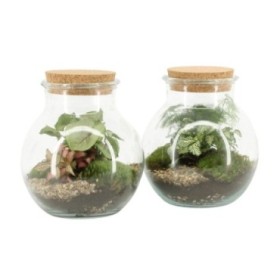 TERRARI PLANTA MINI D20 H20