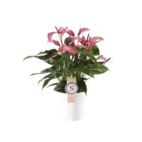 ANTHURIUM  M14 ZIZOU