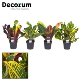 CROTON  M 7  Gold mix