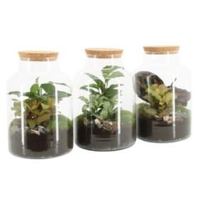 TERRARI PLANTA MINI D17 H25