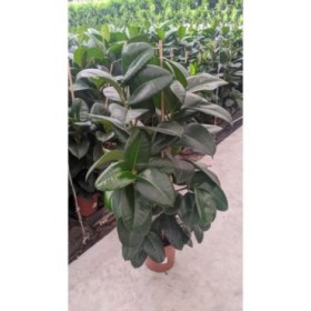 FICUS ROBUSTA, 2 plantes M22-120cm.