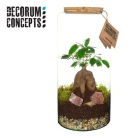 TERRARI FICUS GINSENG D18 H50 Hercules