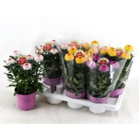 CHRYSANTHEMUM   M14 FlowerPops mix