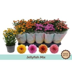 CHRYSANTHEMUM   M12 JellyFish MIX