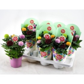 CHRYSANTHEMUM   M14 FlowerPops Carnaval