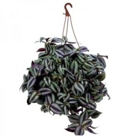 TRADESCANTIA  M15 zebrina colgador