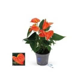 ANTHURIUM  M12 KARMA ORANGE