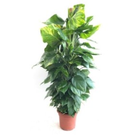 POTHOS  TUTOR M35-180cm. Sr.