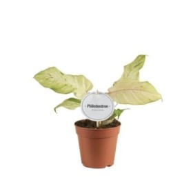 PHILODENDRON  M12 SNOWDRIFT