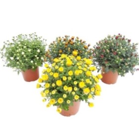 CHRYSANTHEMUM GRANDIFLORUM 13